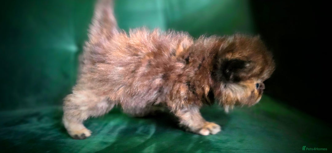 Persian cats for sale: Beautiful and Rare Purebred Persian Kittens - Image 11