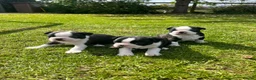 Boston Terrier dogs for sale: 🌟 KC Registered Boston Terrier Puppies 🌟 in Withernsea - Advert 21