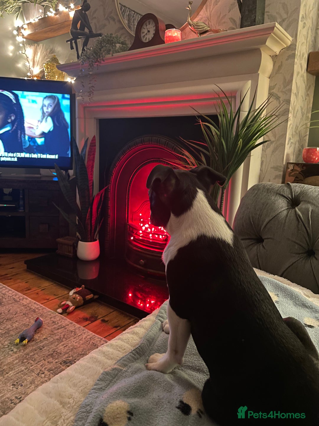 Boston Terrier dogs for sale: Wildax Boston Terrier  - Advert 3