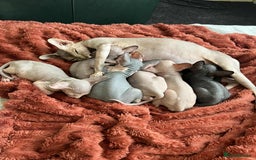 Sphynx cats for sale: 4 Beautiful sphynx kittens available - Image 17
