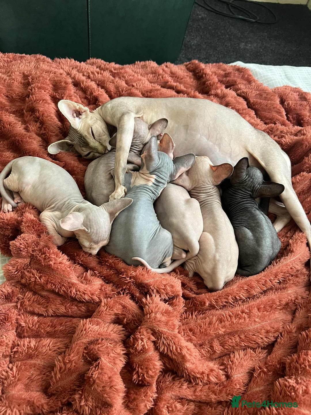 Sphynx cats for sale: 4 Beautiful sphynx kittens available - Image 17