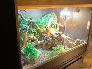 Leopard Gecko reptiles Full set up for sale including leopard Gecko - Advert 1