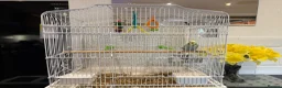 Budgerigars birds for sale: Beautiful young budgie with cage/accessories in Warwick - Advert 1