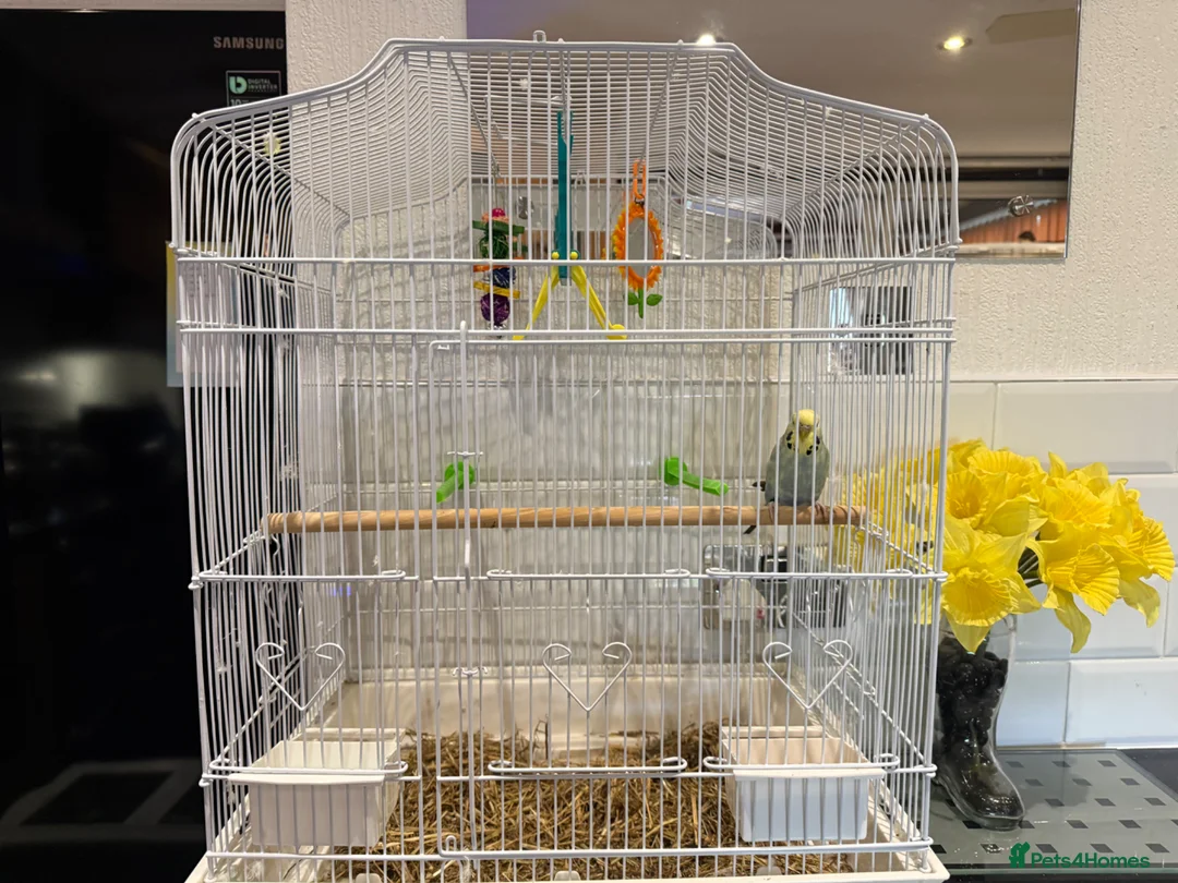 Budgerigars birds for sale: Beautiful young budgie with cage/accessories in Warwick - Advert 1