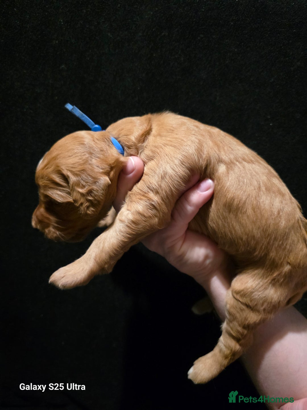 Goldendoodle dogs for sale: Fully Health Tested F1 Goldendoodles - Advert 16