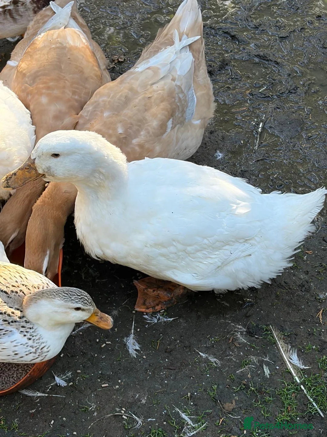 Ducks poultry for sale: Mixture of ducks  - Advert 17