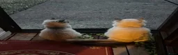 Ragdoll cats for sale: 3-year-old Ragdoll girl and boy to be rehomed in Swansea - Advert 15