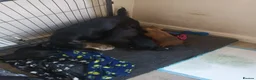 Patterjack dogs for sale: patterjack puppies in West Bromwich - Advert 2