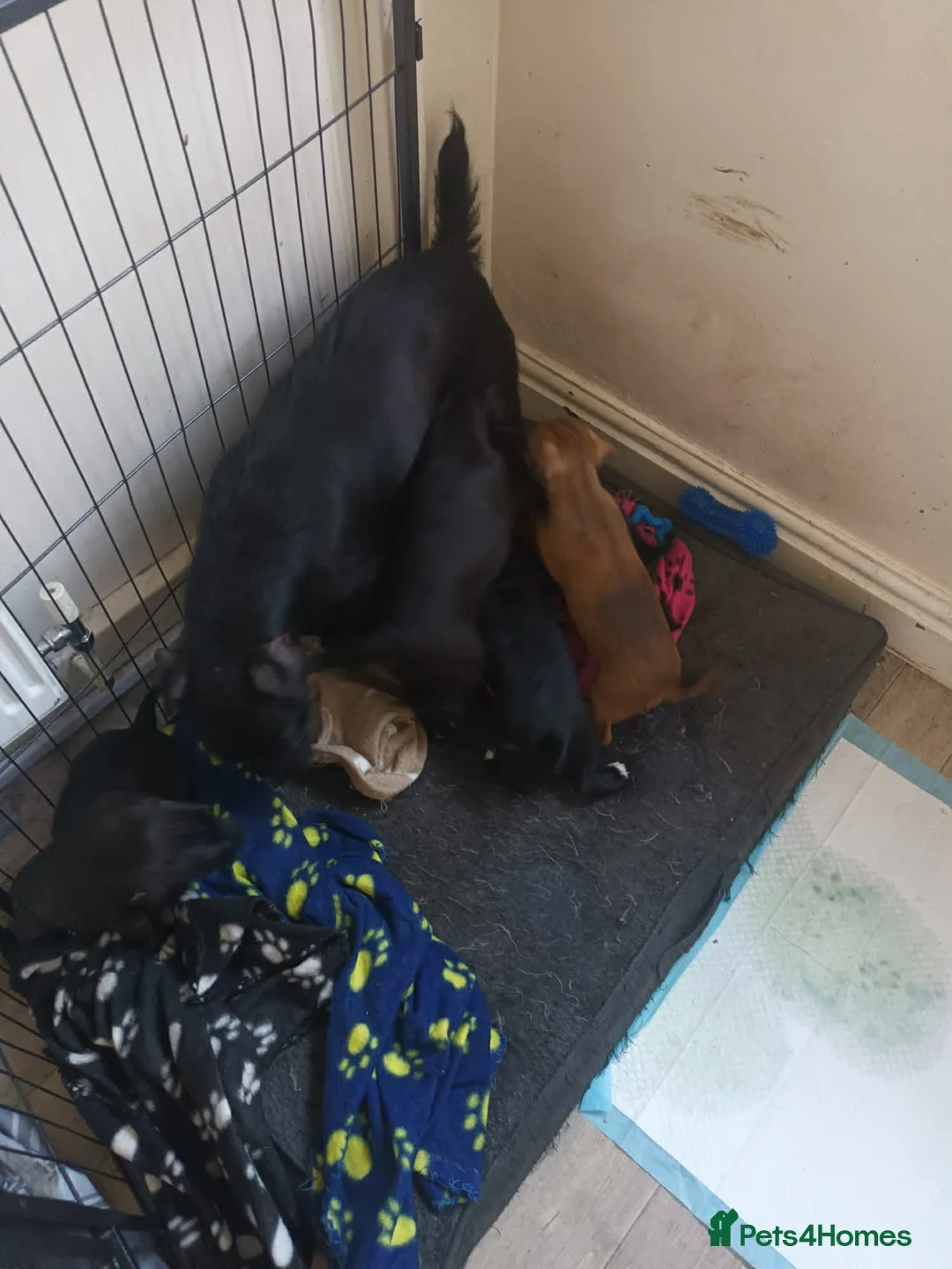 Patterjack dogs for sale: patterjack puppies in West Bromwich - Advert 2
