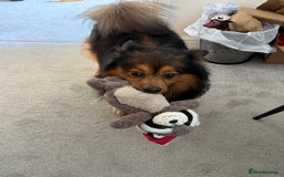 German Spitz dogs for stud: Free stud on conditions mentioned in description:) - Advert 4