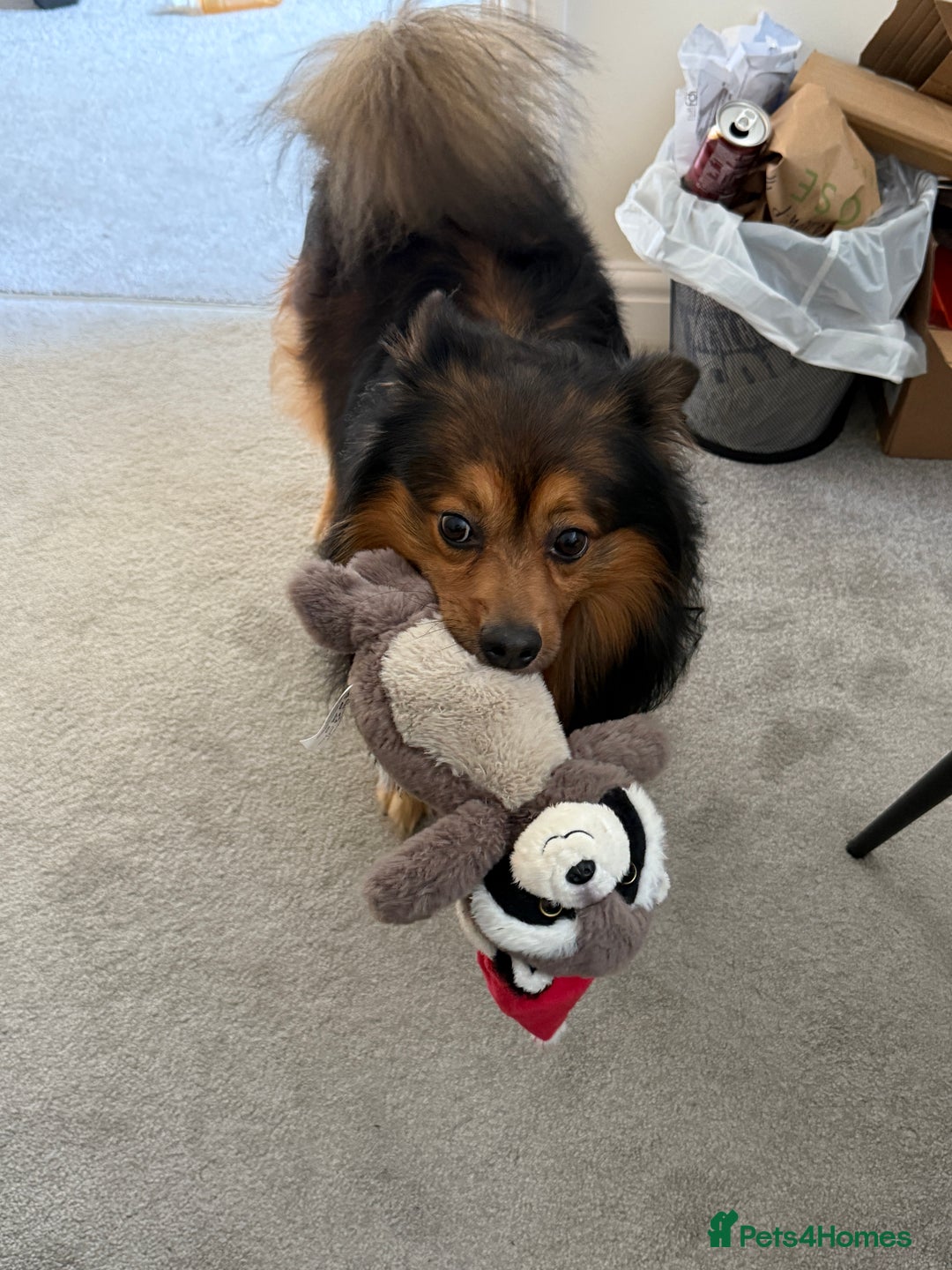 German Spitz dogs for stud: Free stud on conditions mentioned in description:) - Advert 4