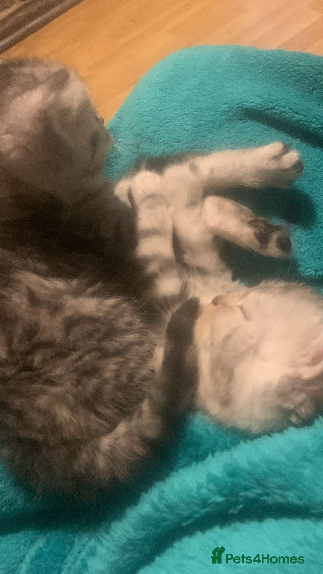 British Shorthair cats for sale: Rare silver tip British shorthair kittens - Advert 10