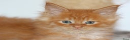 Maine Coon cats for sale: Handsome Maine Coon boys GCCF - Advert 6
