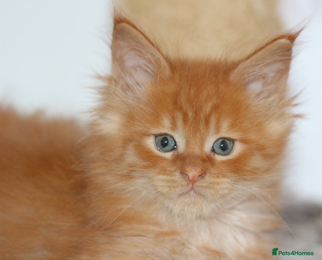 Maine Coon cats for sale: Handsome Maine Coon boys GCCF - Advert 6