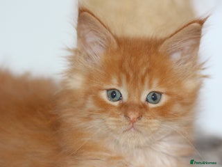 Maine Coon cats Handsome Maine Coon boys GCCF - Advert 5