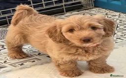 Cockapoo dogs for sale: F1B Cockapoo puppies - Image 9