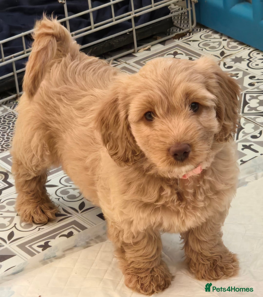 Cockapoo dogs for sale: F1B Cockapoo puppies - Image 9
