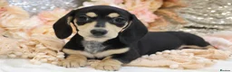 Miniature Dachshund dogs for sale: KC Miniature Dachshund Puppies - Advert 6