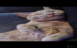 British Shorthair cats for sale: 2 loving cats in Scarborough - Image 6