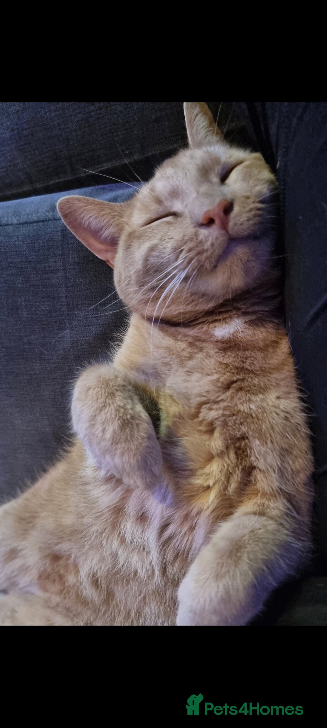 British Shorthair cats for sale: 2 loving cats in Scarborough - Image 6