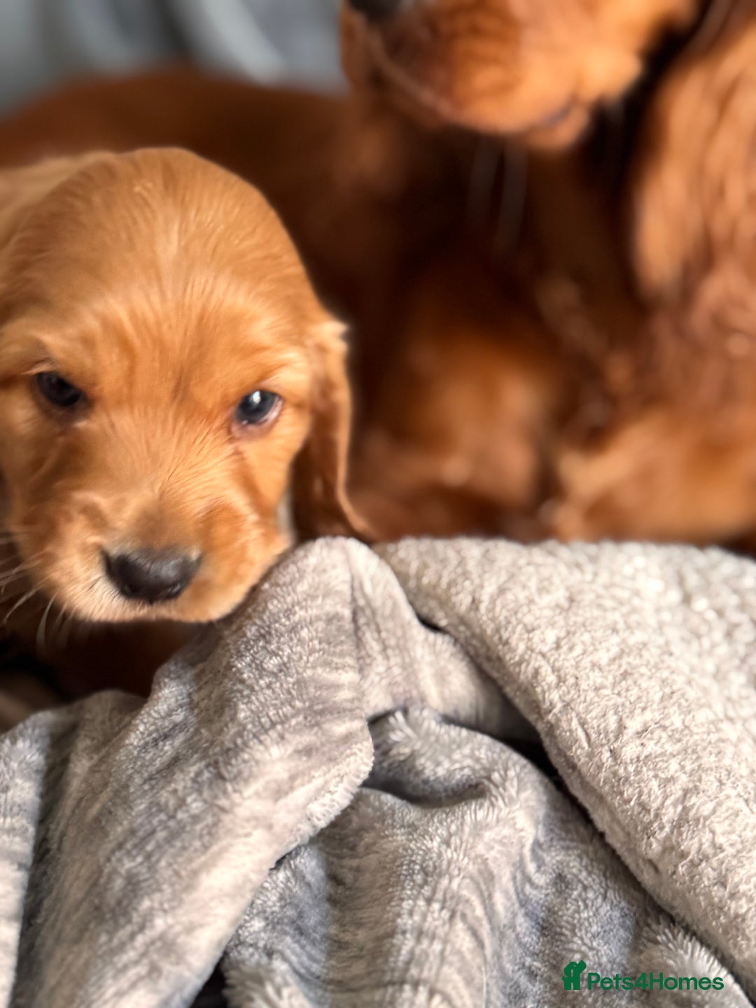 Cocker Spaniel dogs for sale: Show line cocker spaniels - Image 10