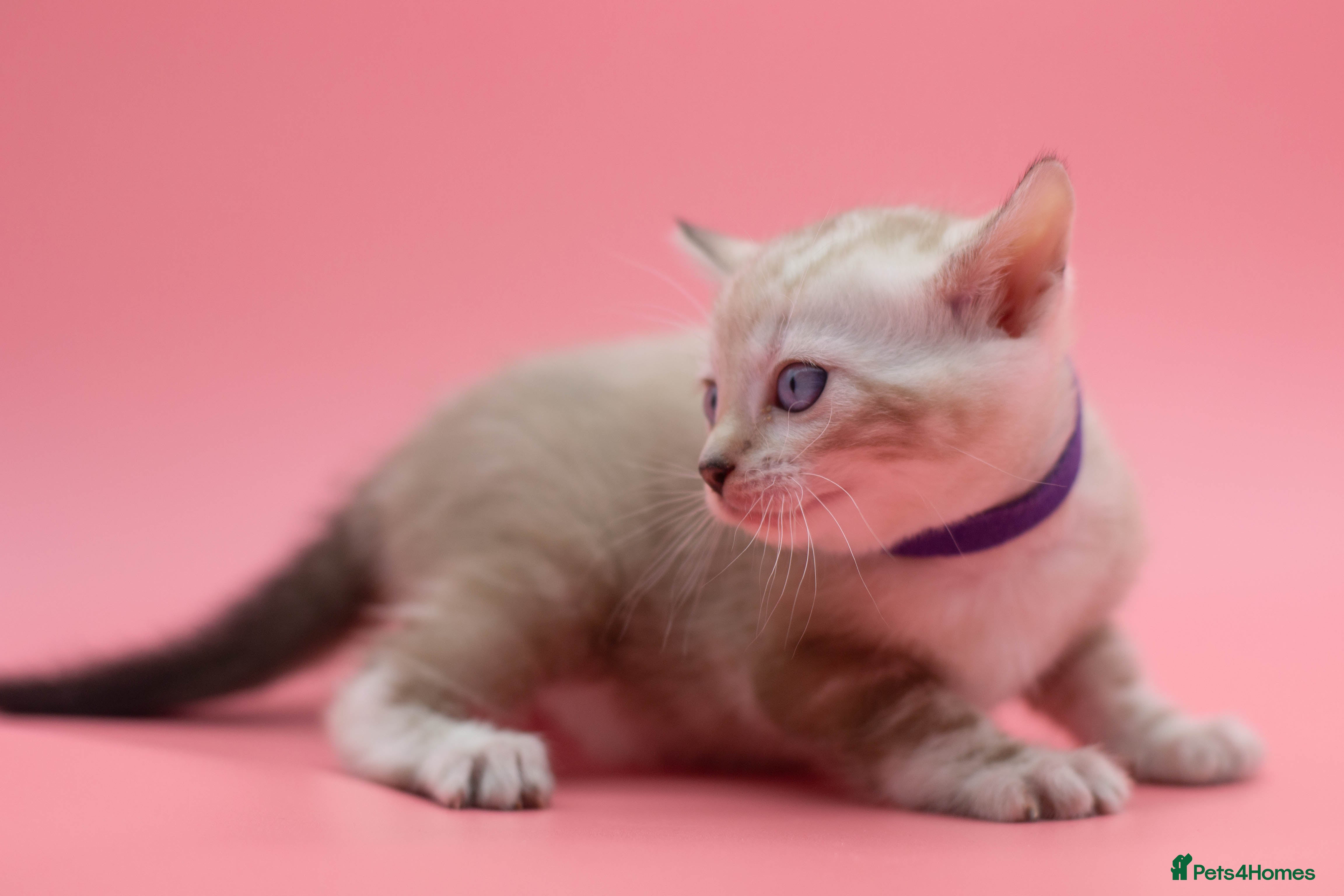 Bengal cats ✨ Snow Lynx Bengal Kittens – Ready to Reserve! ✨ - Advert 8