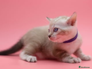 Bengal cats ✨ Snow Lynx Bengal Kittens – Ready to Reserve! ✨ - Advert 14