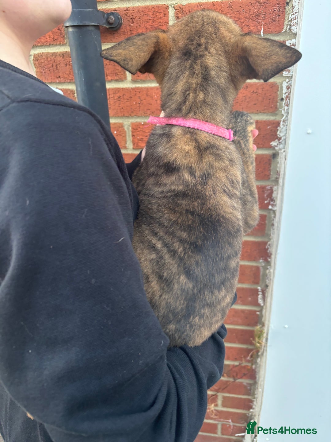 Belgian Shepherd Dog dogs for sale: Dutch herder x malinois Shepherd - Image 12