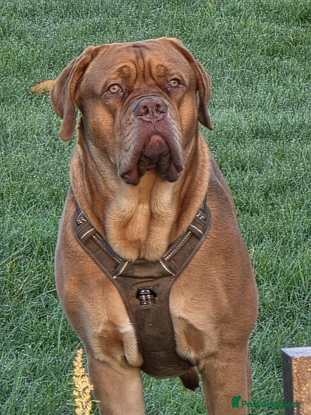 Mixed Breed dogs for sale: Dogue De Bordeaux , Bullmastiff Cross in King's Lynn - Advert 9