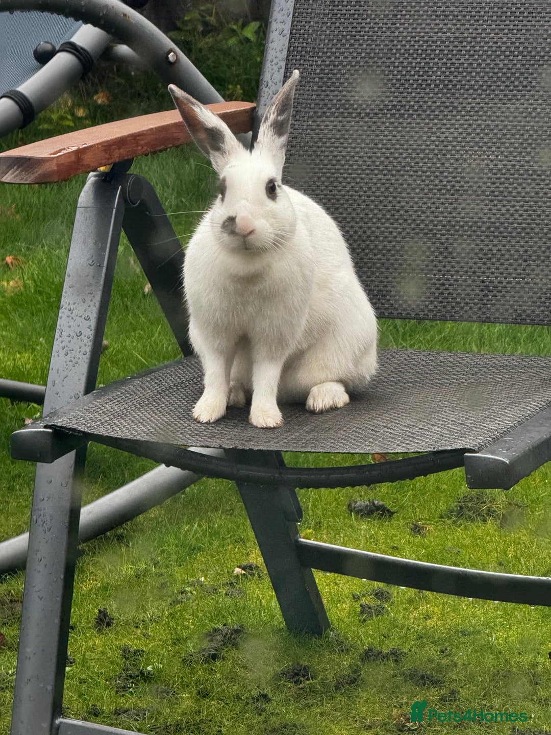 Mixed Breed rabbits for sale: 2 friendly rabbits  - Image 3