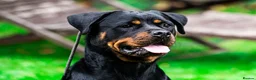 Rottweiler dogs for sale: Coco - Family friendly rottweiler in Chessington - Advert 8