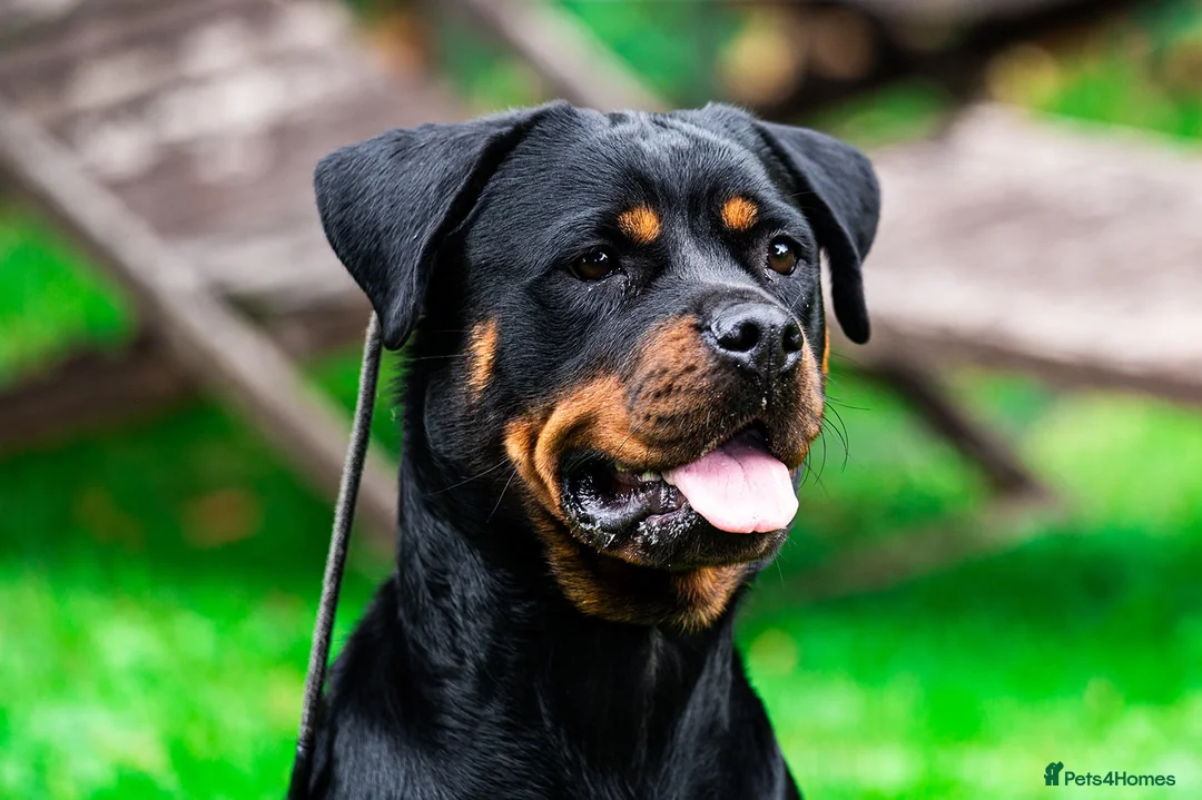 Rottweiler dogs for sale: Coco - Family friendly rottweiler in Chessington - Advert 8