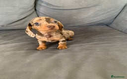 Dachshund dogs for sale: Adorable Dachshunds - Image 11