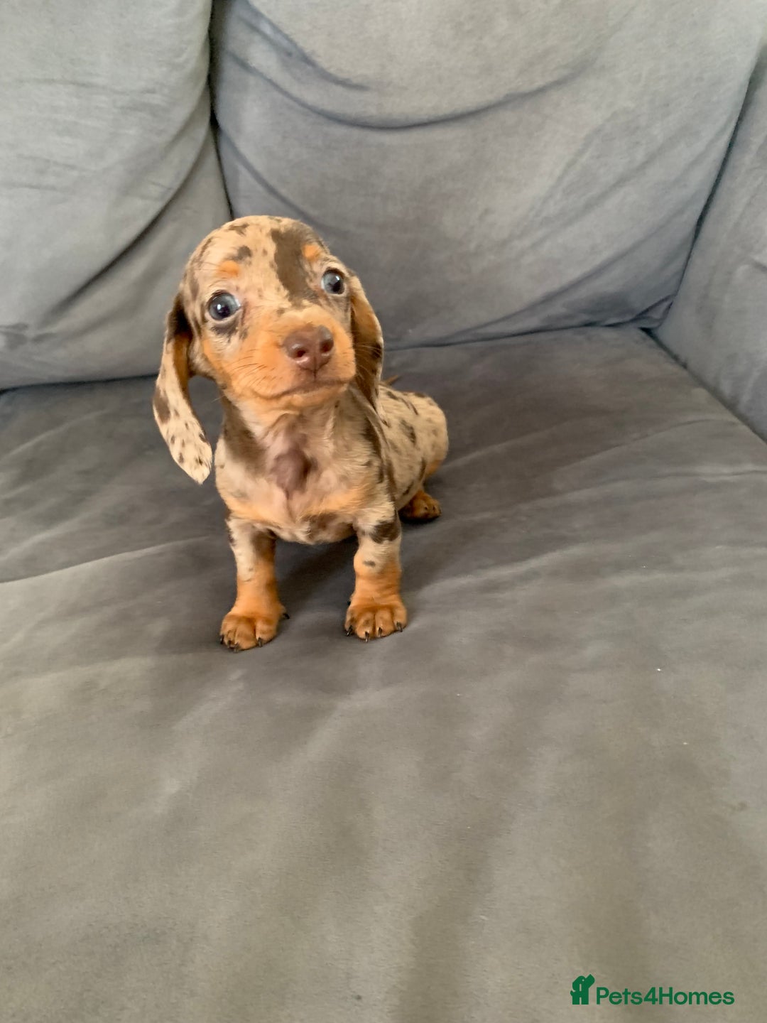 Dachshund dogs for sale: Adorable Dachshunds - Image 11