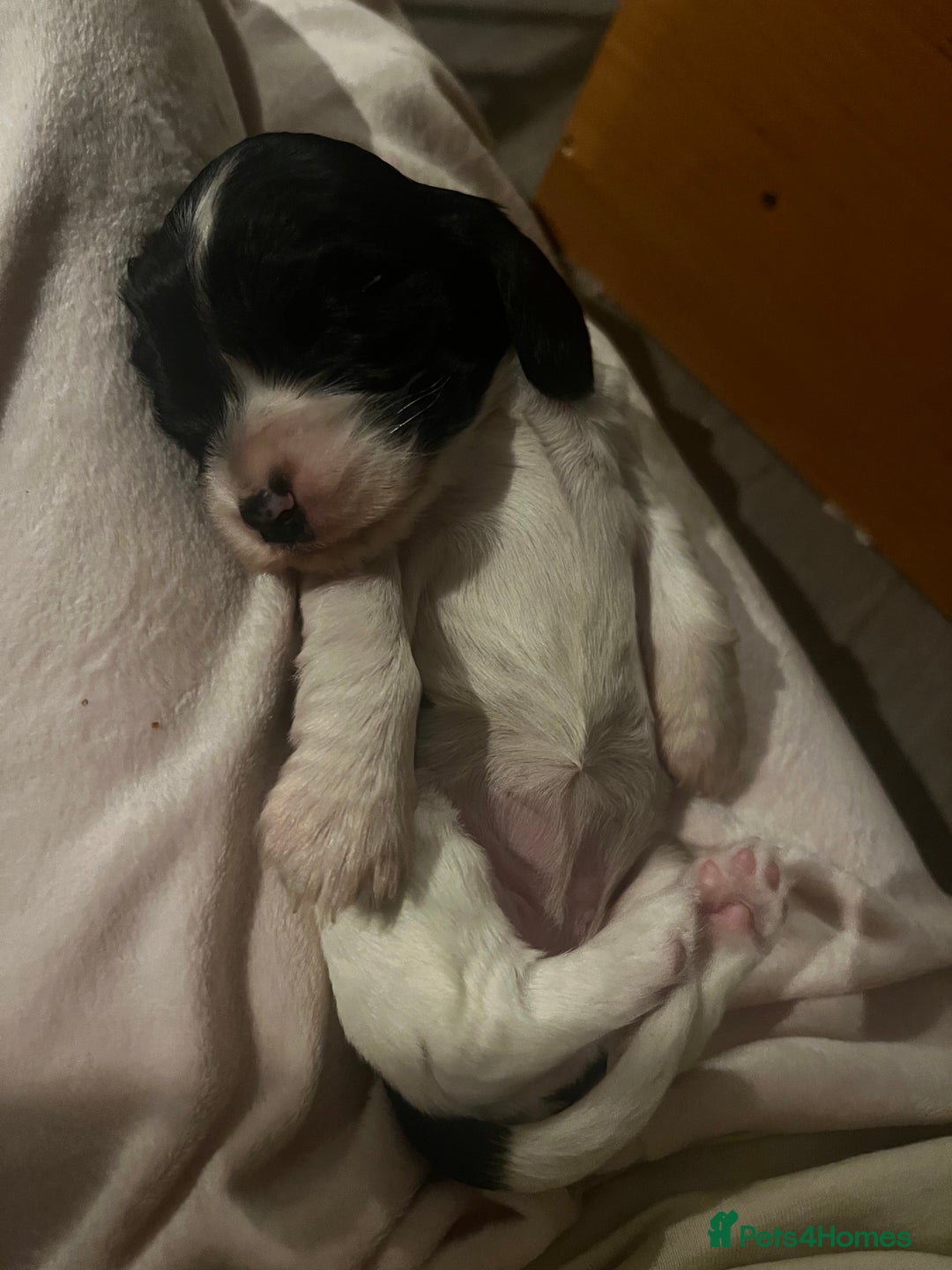 Cocker Spaniel dogs for sale: FAMILY RAISED SHOW TYPE COCKER SPANIEL PUPPIES - Advert 18