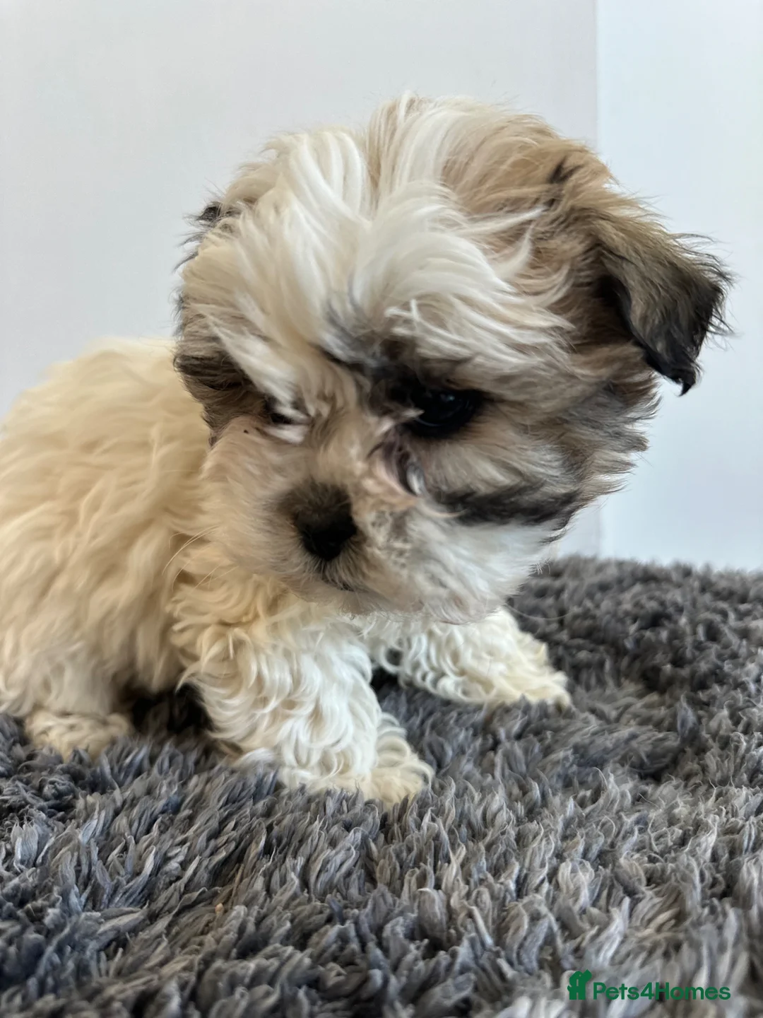 Zuchon dogs for sale: Shih Tzu x  bichon f1 Zuchon puppy - Advert 1