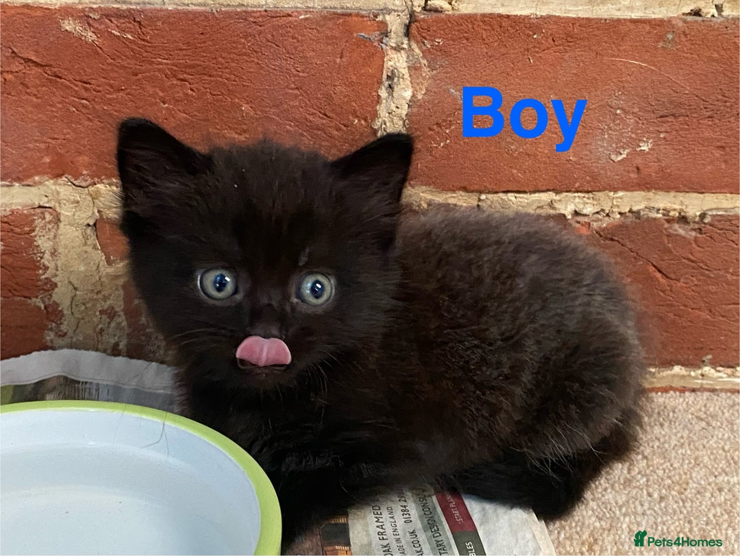 Maine Coon cats for sale: MaineCoon Cross Kittens - Image 1