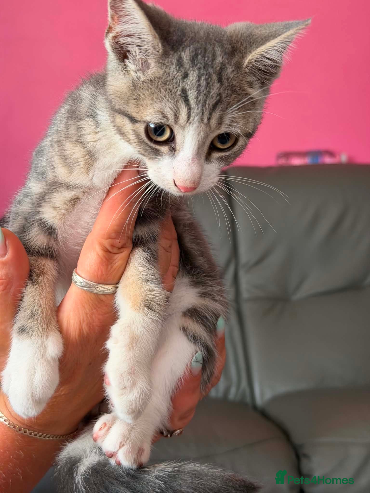 Mixed Breed cats Lovely kittens for sale - Advert 2