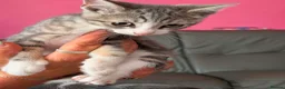 Mixed Breed cats for sale: Lovely kittens for sale - Advert 1
