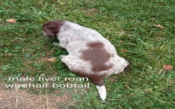 Mixed Breed dogs for sale: Fen Spaniels -Korthols x Eng Springer Spaniel  - Image 8
