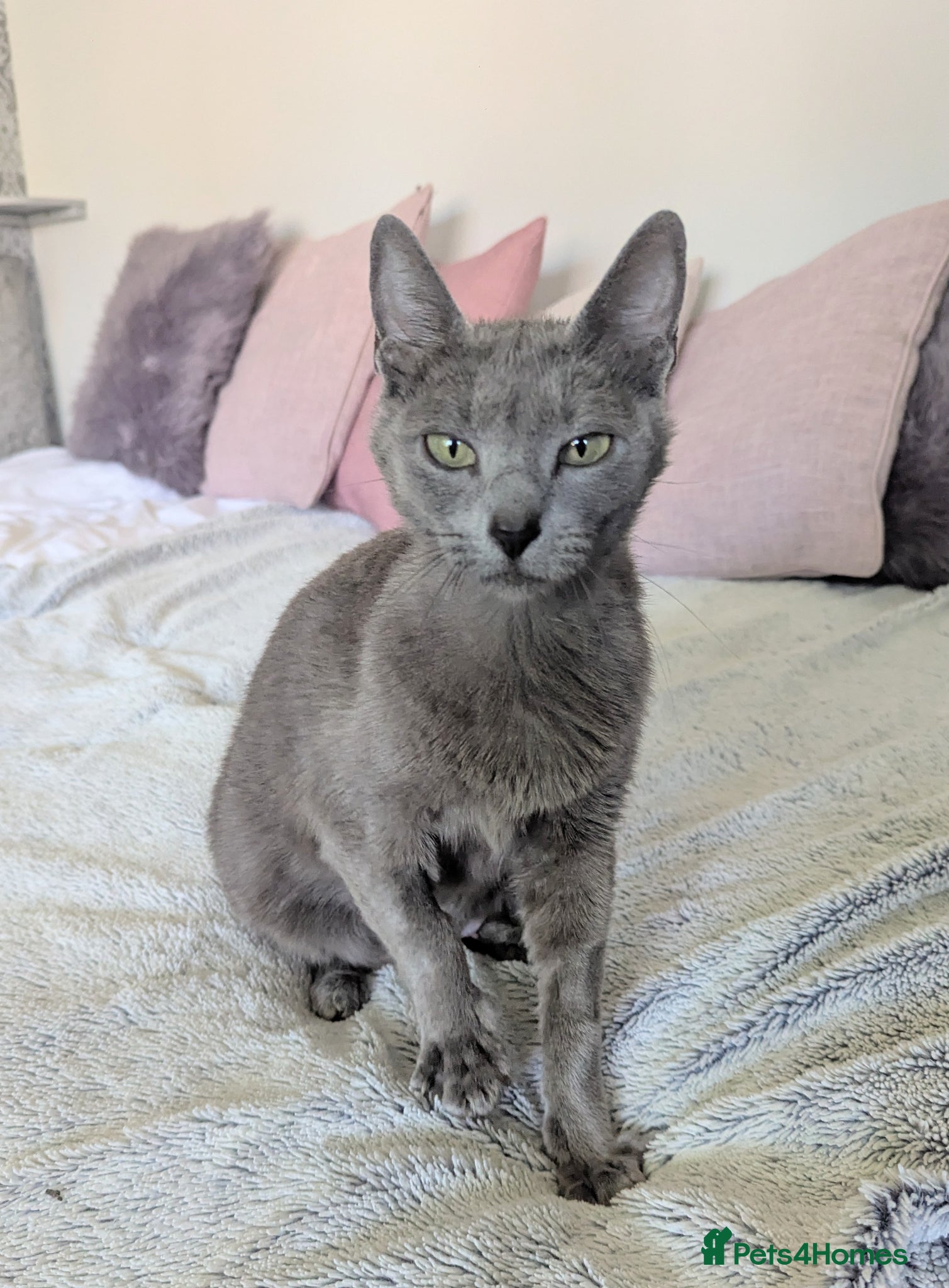 Russian Blue cats for sale: GCCF Registered Mia Seeking a Loving Home - Advert 2