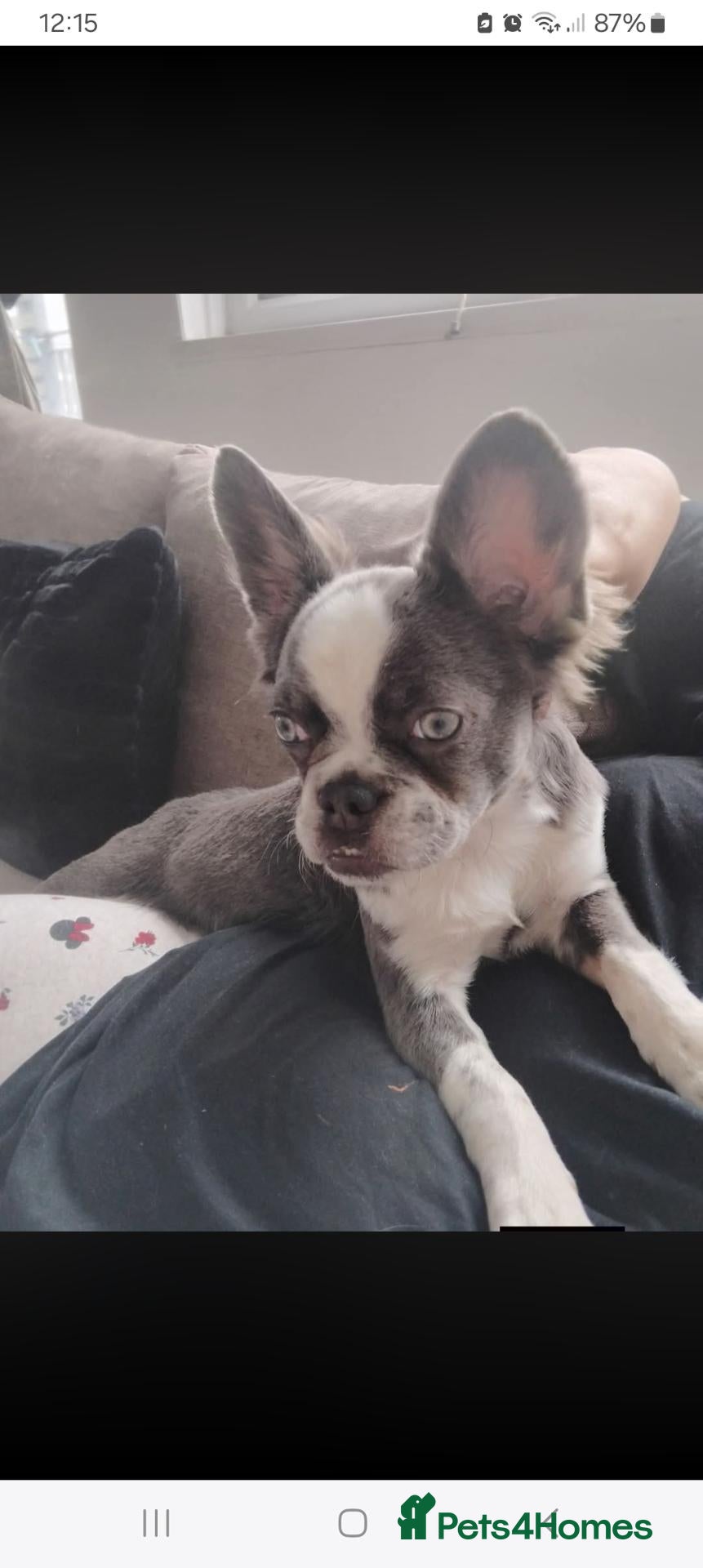 French Bulldog dogs for sale: Jasmine looking for a new home - Advert 15