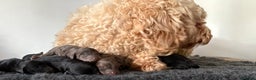 Cavapoochon dogs for sale: Rare Cavapoochons Home Raised PRA clear - Advert 6