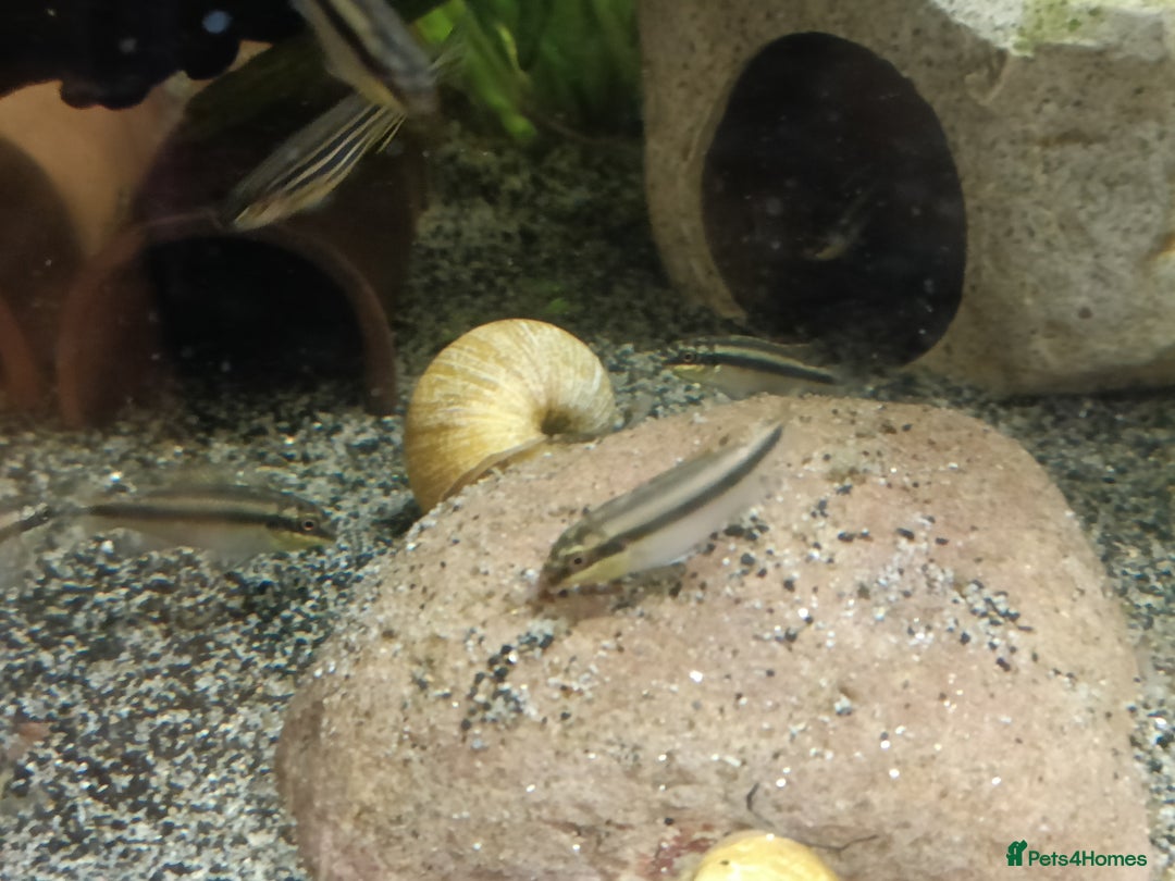 Cichlids fish for sale: Kribbines  - Image 3