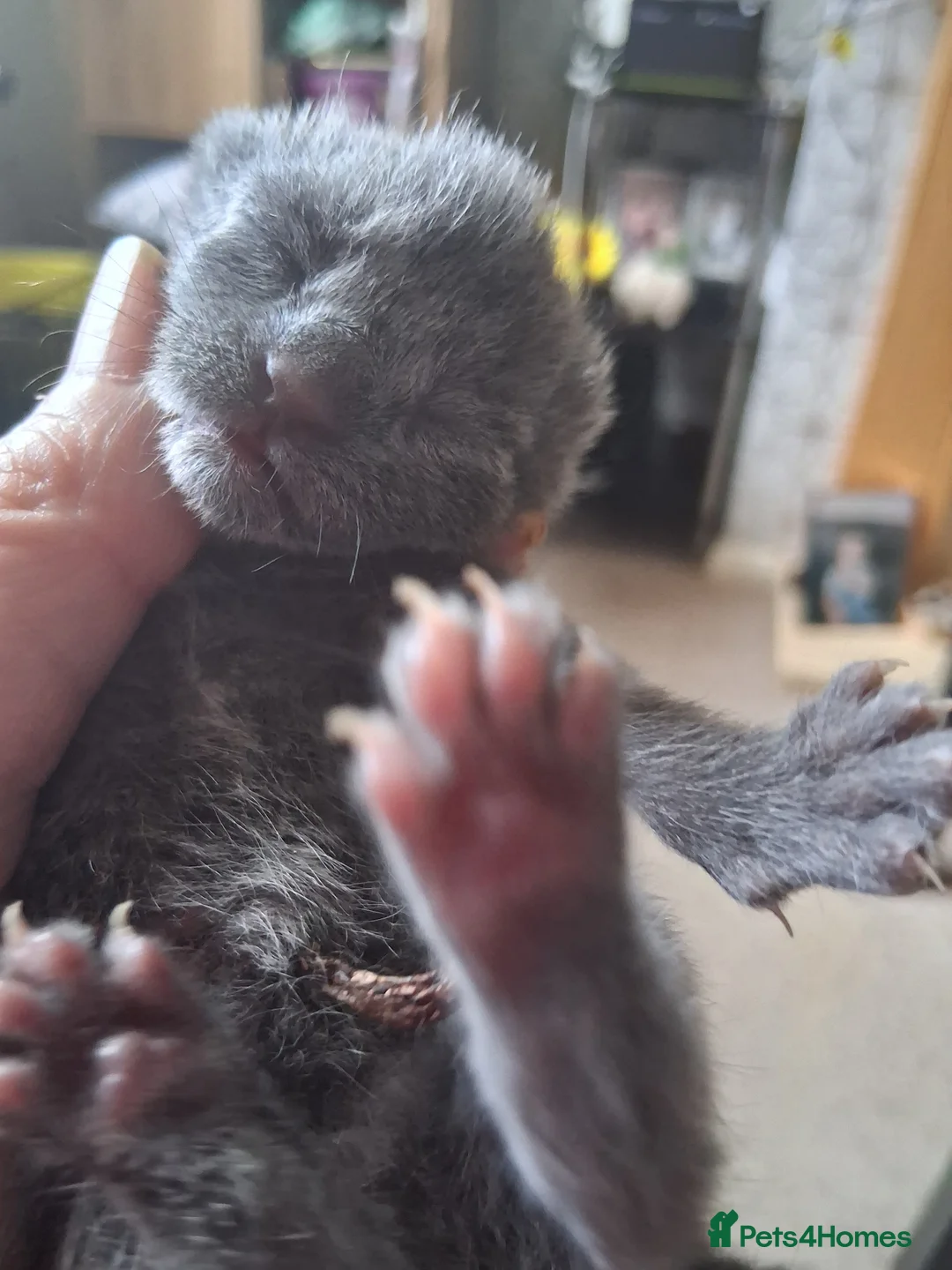 Mixed Breed cats for sale: Female  grey/blue  - Advert 4