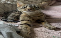 Bengal cats for sale: Tigga - Image 1