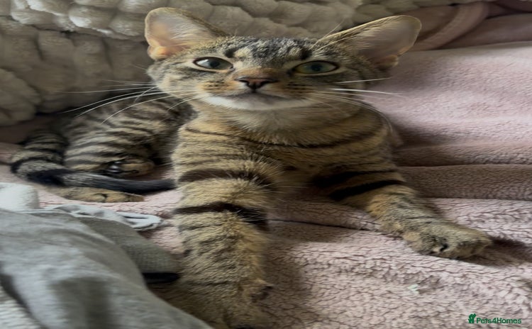 Bengal cats - Advert 4