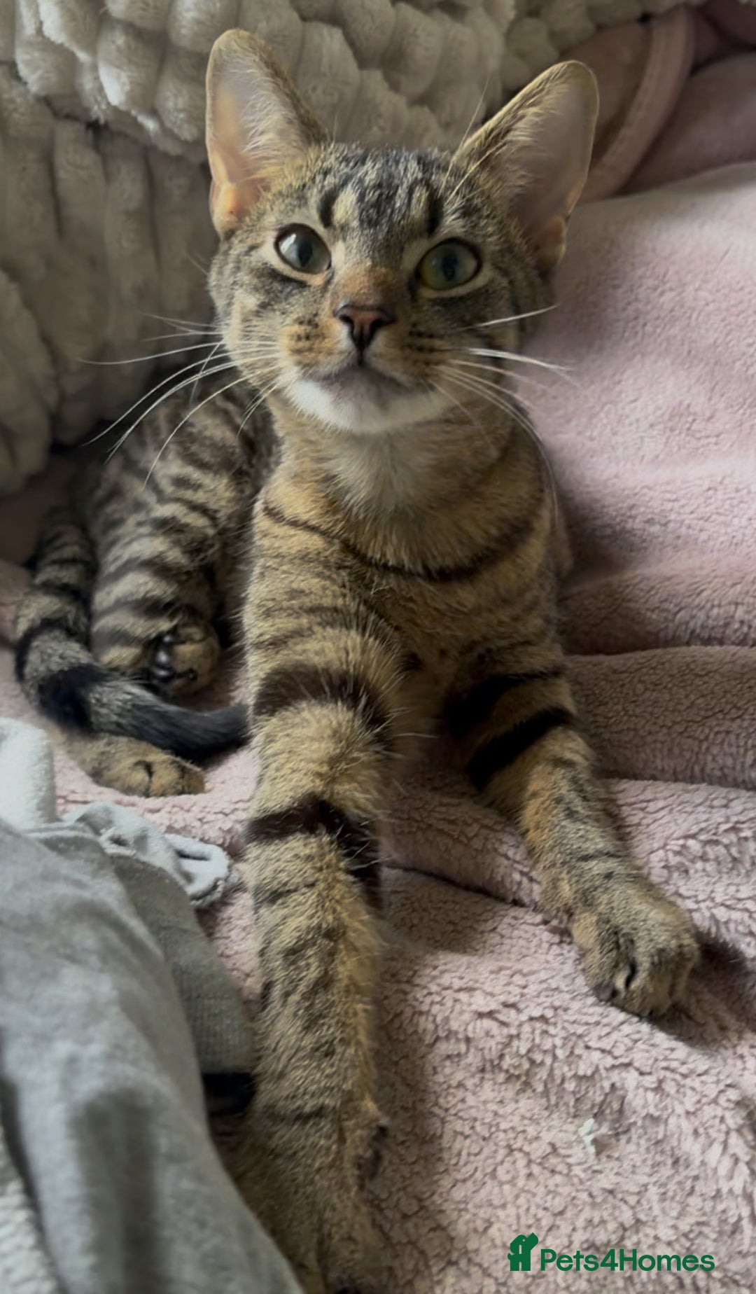 Bengal cats for sale: Tigga - Image 1