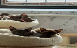 Burmese cats for sale: Burmese kittens for sale  - Image 7