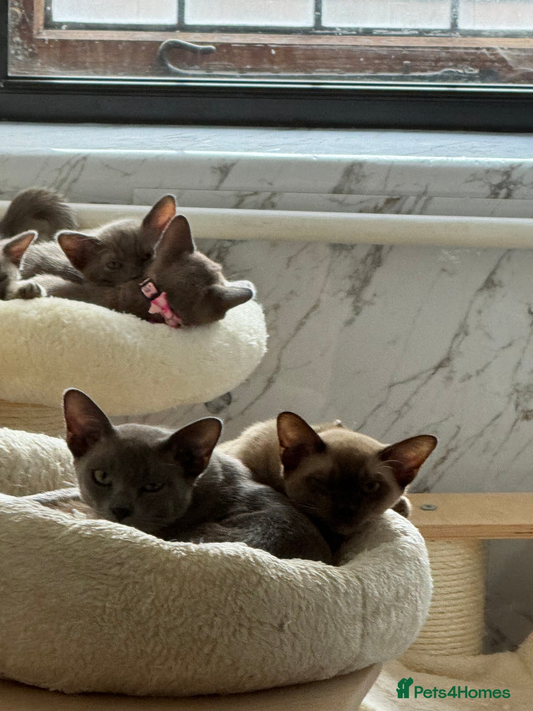 Burmese cats for sale: Burmese kittens for sale  - Image 7